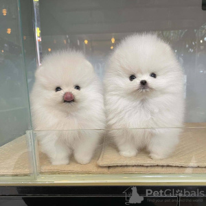 Photo №2 to announcement № 41375 for the sale of pomeranian - buy in Russian Federation 