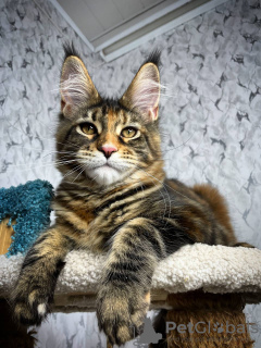 Photo №4. I will sell maine coon in the city of Vienna. private announcement - price - 400$