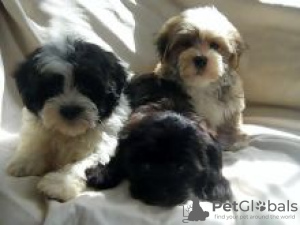 Photo №1. havanese dog - for sale in the city of Sastamala | negotiated | Announcement № 55339
