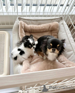 Photo №1. chihuahua - for sale in the city of Бернау | Is free | Announcement № 139185