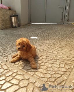 Photo №1. poodle (royal) - for sale in the city of Tbilisi | 400$ | Announcement № 20348