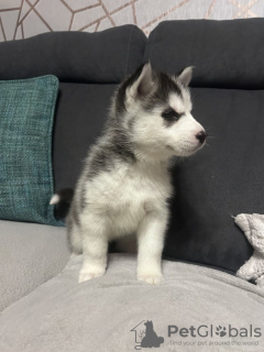 Photo №2 to announcement № 133715 for the sale of siberian husky - buy in United States private announcement