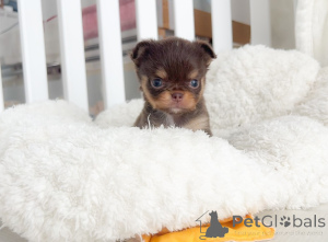 Photo №1. chihuahua - for sale in the city of Potsdam | negotiated | Announcement № 152908