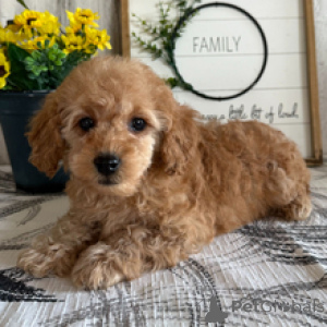 Photo №3. Poodle Male 11 weeks old Ready to go home. Germany