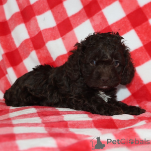 Photo №2 to announcement № 163935 for the sale of  - buy in United Kingdom private announcement