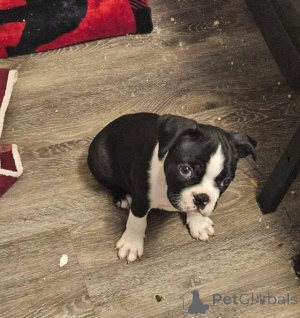 Photo №3. Boston-Terrier-Welpen nur noch 2 verfügbar schreiben Sie mir per WhatsApp 44. Germany