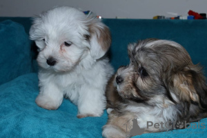 Photo №3. Havanese puppies. Russian Federation