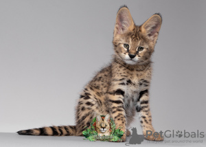 Photo №1. savannah cat - for sale in the city of New York | Is free | Announcement № 127485