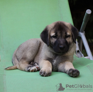 Photo №3. Kangal puppies. Czech Republic