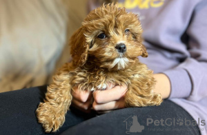 Photo №3. Cavapoo puppies. Estonia