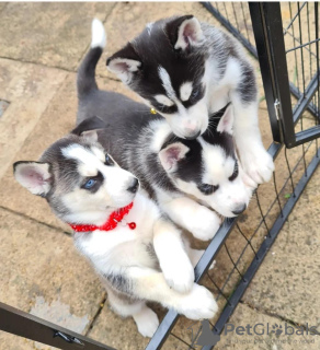 Photo №1. siberian husky - for sale in the city of Ħad-Dingli | negotiated | Announcement № 47602