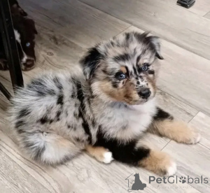 Photo №1. australian shepherd - for sale in the city of Tampere | negotiated | Announcement № 165196