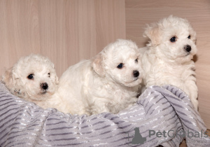 Photo №3. Bichon Frize puppies. Belarus