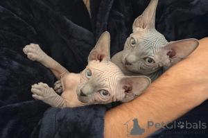 Photo №1. sphynx-katze - for sale in the city of Olecko | 361$ | Announcement № 178690