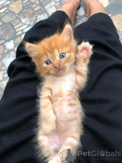Photo №4. I will sell maine coon in the city of Heinävesi.  - price - Is free