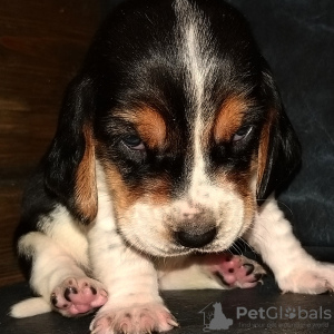 Photo №1. basset hound - for sale in the city of Лида | negotiated | Announcement № 25446