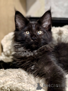 Photo №2 to announcement № 176887 for the sale of maine coon - buy in Russian Federation from nursery, breeder