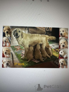 Photo №1. golden retriever - for sale in the city of Belgrade | negotiated | Announcement № 142638