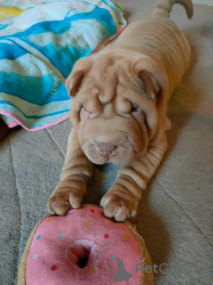 Photo №1. shar pei - for sale in the city of Качканар | 317$ | Announcement № 114389