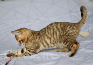 Photo №1. toyger - for sale in the city of Moscow | Negotiated | Announcement № 1034