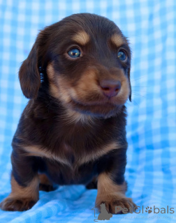 Photo №1. dachshund - for sale in the city of Kilkenny | negotiated | Announcement № 155087