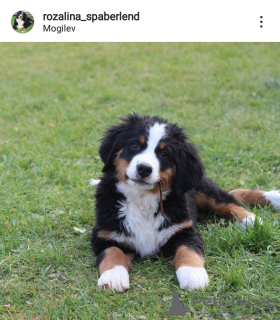Photo №2 to announcement № 15910 for the sale of bernese mountain dog - buy in Belarus breeder