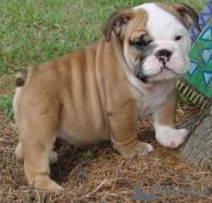 Photo №1. english bulldog - for sale in the city of Espoo | negotiated | Announcement № 173985