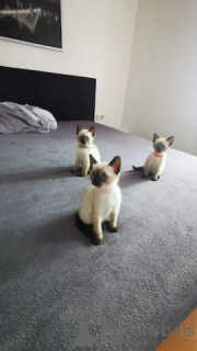 Photo №1. siamese cat - for sale in the city of Berlin | Is free | Announcement № 125392