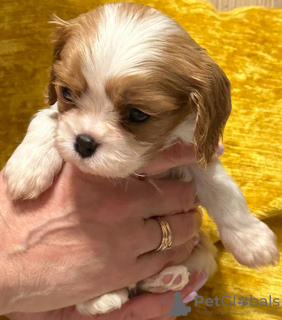 Photo №2 to announcement № 95739 for the sale of cavalier king charles spaniel - buy in Latvia breeder