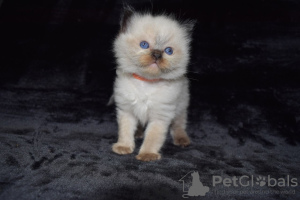 Photo №2 to announcement № 123479 for the sale of ragdoll - buy in Germany breeder