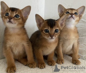 Photo №2 to announcement № 18489 for the sale of abyssinian cat - buy in Belarus breeder