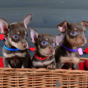 Photo №1. pražský krysařík - for sale in the city of Überlingen | negotiated | Announcement № 154702