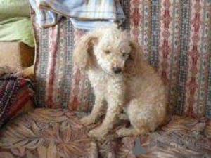 Photo №3. I am selling a girl, 5 year old toy poodle!. Russian Federation