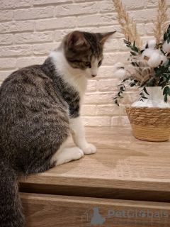 Photo №3. Kitten Timofey is looking for a family.. Russian Federation