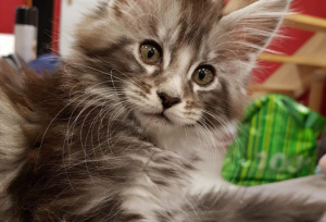 Photo №4. I will sell maine coon in the city of Saint-Germain-lès-Arpajon. private announcement - price - 1432$