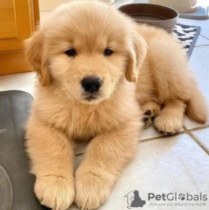 Photo №1. golden retriever - for sale in the city of Hallein | negotiated | Announcement № 91583