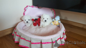 Photo №3. Maltese puppies. Belgium