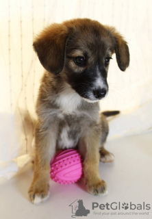 Additional photos: Strong, outgoing and friendly puppy Nastasya is looking for a home.