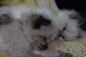 Photo №3. Champion Ragdoll kittens available for loving homes. Spain