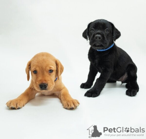 Photo №1. labrador retriever - for sale in the city of Франкфурт-на-Майне | Is free | Announcement № 83077