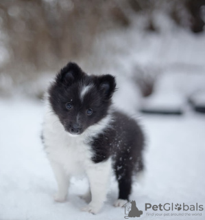 Photo №1. shetland sheepdog - for sale in the city of Berlin | 423$ | Announcement № 99454