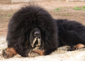 Additional photos: Tibetan mastiff puppies