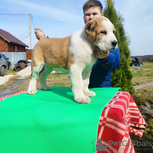 Photo №4. I will sell central asian shepherd dog in the city of Kaluga. private announcement - price - 391$