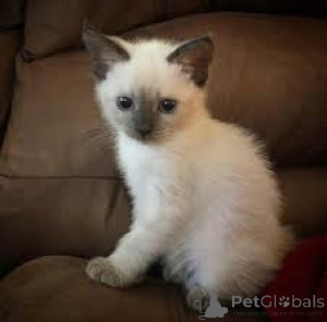Photo №3. Chatons siamois prêts à rejoindre leur nouvelle famille.. France
