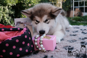 Photo №1. alaskan malamute - for sale in the city of Grodno | 949$ | Announcement № 3318