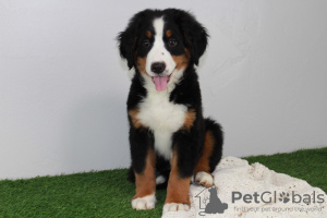 Photo №2 to announcement № 108816 for the sale of bernese mountain dog - buy in Finland 