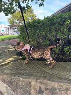 Photo №2 to announcement № 152769 for the sale of bengal cat - buy in France private announcement