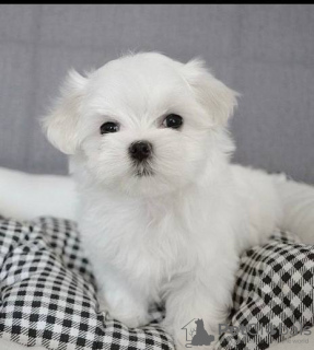 Photo №1. maltese dog - for sale in the city of Vantaa | 2600$ | Announcement № 19827