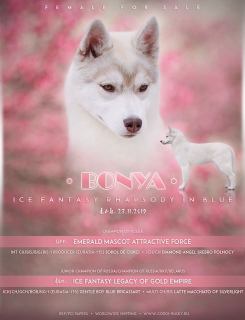 Photo №1. siberian husky - for sale in the city of Bryansk | negotiated | Announcement № 6666