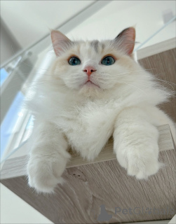 Photo №3. Meet Leo, the bold explorer  curious, charming, and full of love!. Sweden